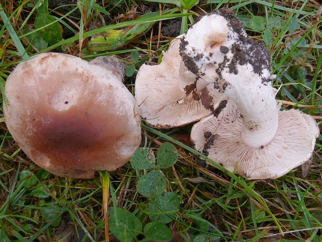 Hebeloma Crustuliniforme